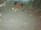 160 Tahiti Gauguin Museum - Hen With Chicks.JPG (35 KB)